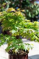 Acer palmatum Seiryu Japanese Maple 3L Pot Hardy Ornamental Tree