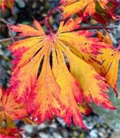 Acer japonicum cv 'aconitifolium' - Fullmoon maple | Downy Japanese maple