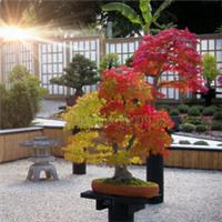 Acer palmatum (Japanese Maple) Approx 1000 Seeds 14g WHOLESALE | Bonsai Tree UK