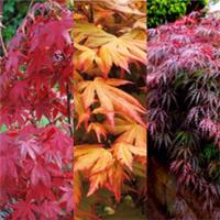 3 x Acer Plant Collection - 11cm Pots - Vars Like Atropurpureum - Orange Dream