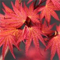 Acer Palmatum "Phoenix" in a 11cm Pot Ready to Plant - Japanese Maple for Autumn