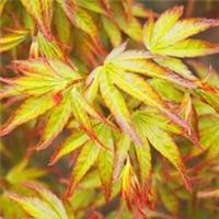 Japanese Maple Little Princess Acer Plant - 25-35cm in Height Autumn Foliage