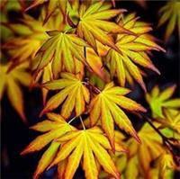 Acer Palmatum 'Katsura' - Japanese Maple 25-35cm in Height - Autumn Colour