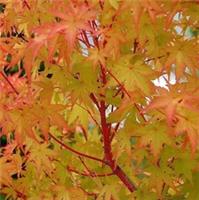 Acer Palmatum Sangokaku in 10cm Pot - Hardy Deciduous Japanese Maple Shrub
