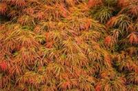10 WEEPING LACELEAF MAPLE Japanese Acer Palmatum Dissectum Green Yellow Red Tree