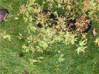 ACER tree Plant 1 litre pot 35-45cm