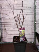 Acer Palmatum 'Tropenburg' Japanese Maple 10 Litre Pot Established Garden Plant