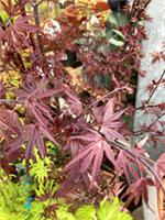 Acer palmatum or Purple Acer Trees (30cm Height in 10 cm Pots) Free Post UK