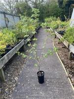 10 X Acer Campestre Field Maple Trees 3 Ft Potted