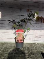 Acer Palmatum Atropurpureum Japanese Maple 1.6L Pot Garden Plant