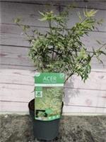 Acer Palmatum 'Butterfly' Japanese Maple 1.6L Pot Established Garden Plant