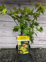 Acer Palmatum Orange Dream Japanese Maple 1.6L Pot Garden Plant