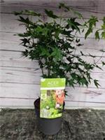 Acer Palmatum Going Green Japanese Maple 1.6L Pot Garden Plant