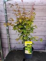 Acer Palmatum 'Bi Hoo' Japanese Maple 3 Litre Pot Established Garden Plant