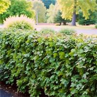 Acer campestre 40-60cm Bare Root Hedging - Hardy Field Maple Live Shrubs