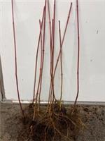 Snake bark maples, bare-root seedlings 12 to 16 inches high, 10 trees for &pound;18.00