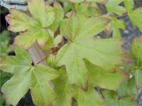 Acer Campestre Field Maple Tree 2 Ft Potted wildlife native