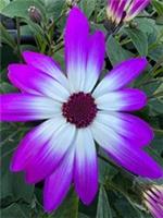 x1 Senetti Magenta Bicolour 17cm/2Litre