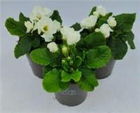x2 Primula Primrose Elle White 13cm/1Ltr