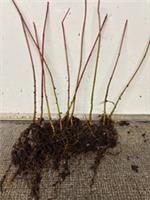 Snake bark maples, bare-root seedlings, 7 to 8 inches high, 20 trees for &pound;15.00