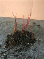 Snake bark maples, bare-root seedlings, 3 to 5 inches high, 20 trees for &pound;15.00