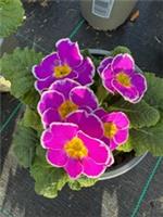 x2 Primula Primrose Sparkly Lavender 13cm/1Ltr