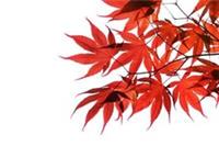 10 RED JAPANESE MAPLE Tree Ornamental Acer Palmatum Seeds