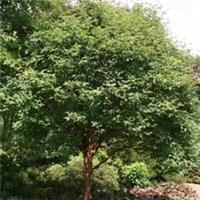 Acer Griseum Mulitrei-Stemmed Paperbark Maple Tree Plant Garden 0.8-1M 12L Pot