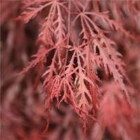 Acer Palmatum Garnet Japanese Maple Tree Red Bushy Shrub Outdoor Garden Plant 3L