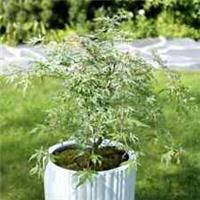 Acer Palmatum Uki-Gumo Japanese Maple Tree Shrub Variegated Foliage 3L Pot 40cm