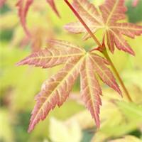 Japanese Maple Acer palmatum 'Orange Dream' in a 3L Pot