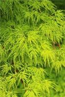 10 Upright GREEN LACELEAF MAPLE Japanese Seiryu Acer Palmatum Dissectum Viridis