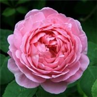 Constance Spry Rose Bush Pink Flowering Roses Climbing Shrub Rose 4L Pot