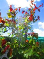 9ft-10ft inc.pot Acer rubrum Summer red North American Red Maple 15litre