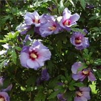 Mini Standard Hibiscus Marina, 2 x 15cm Potted, Blue Flowering, Hardy, Patio