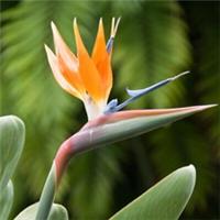 Indoor Plants Pair, Bird of Paradise Strelitzia, tropical flowers, 2 x 9cm pots