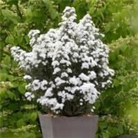 Spring Flowering Shrubs Olearia Spring Bling, Compact Bee Friendly, 3 x 9cm Pots