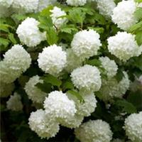Flowering Shrub, Viburnum Snowball Tree, Hardy Roseum, 2-3L Pot, Autumn Colour