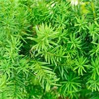 Pack of 12 Yew Hedging (Taxus baccata) Plants at 25-35cm Tall in 8cm Pots