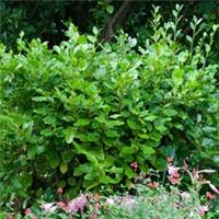 New Zealand Privet Hedge Plants Set of 48 in 8cm Pots, Fast Growing Evergreen
