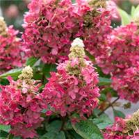 Hydrangea paniculata 'Magical Vesuvio' Established Plant in a 3L Pot