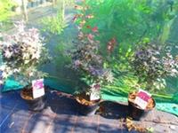 3ft (inc. pot) 10litre JAPANESE MAPLE Acer palmatum Bloodgood