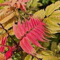 Pack of 3 Sorbaria Sorbifolia 'Crimson Feathers' Established Plants in 9cm Pots