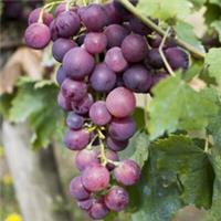 Fruit Vine Plant, Black Grape, 2L Pot 60cm Tall, Easy Grow, Hardy Patio Variety