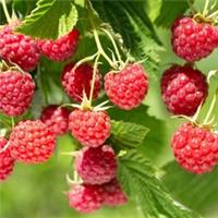 Raspberry 'Lowberry Baby Dwarf' established plant in a 3L pot