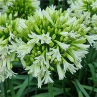 Agapanthus Emerald Ice, 3 x 9cm Pots, Summer Flowering, Hardy, Great for Pots