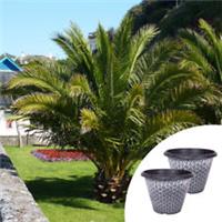 Tropical Palms, Phoenix Canary Island Pair, 55-75cm Tall, with 30cm Planters
