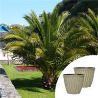 Tropical Palm Trees, Phoenix Pair with Ebony Laval Planters, 55-75cm, To Plant