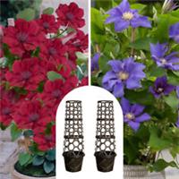 Patio Clematis Collection, 10.5cm Potted Plants with Pair of Tower Pot Planters
