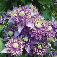 Climbing Plant, Clematis Taiga, Double Exotic Blooms, 9cm Potted Garden Flower